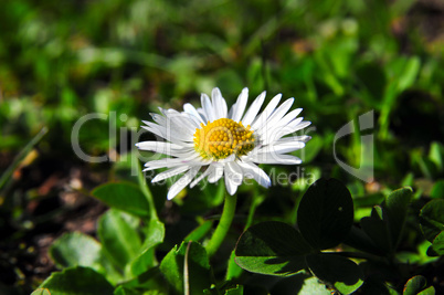 Gänseblümchen