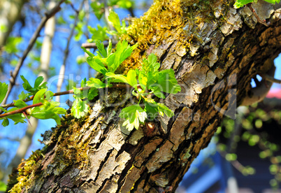 Frühling