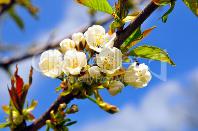 Weiße Blüten