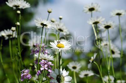 Gänseblümchen