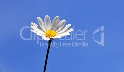 weiße Blume, blauer Himmel