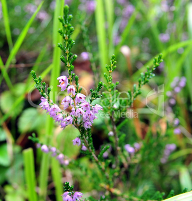 Heide im Wald