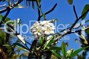 Frangipani Blüte