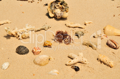 Muscheln am Sandstrand