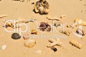 Muscheln am Sandstrand