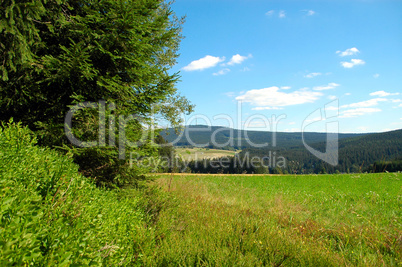 Wald und Wiese