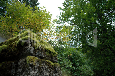 Wald und Natur