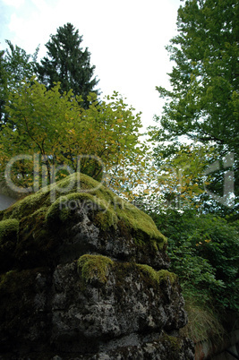 Wald und Natur