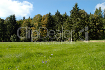 Wald und Wiese Wald und Wiese