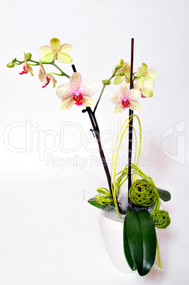 Orchideen Blüten