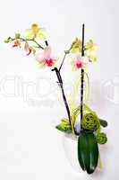 Orchideen Blüten
