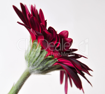 Gerbera Blüte