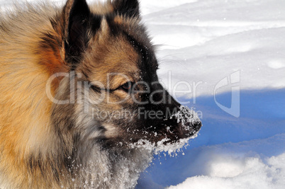 Hund im Winter Wolfsspitz