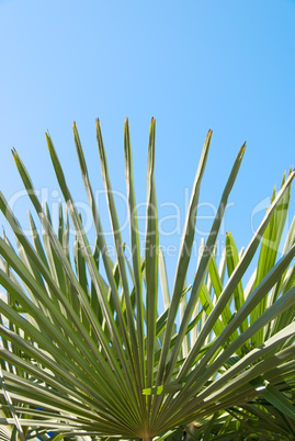 palm leaves