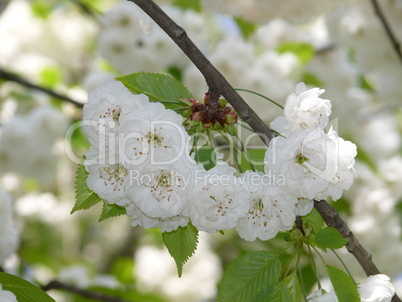 Blüten der Zierkirsche