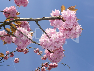 Blüten der Zierkirsche