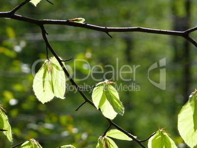 Buchenblätter im Frühling