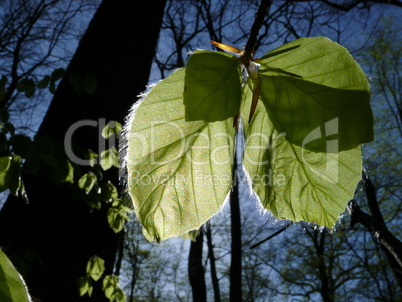 Buchenblätter im Frühling