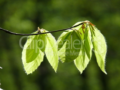 Buchenblätter im Frühling