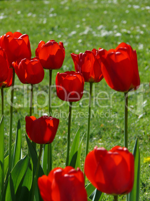 Rote Tulpen