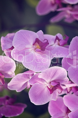 orchideen pink