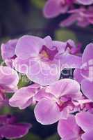 orchideen pink