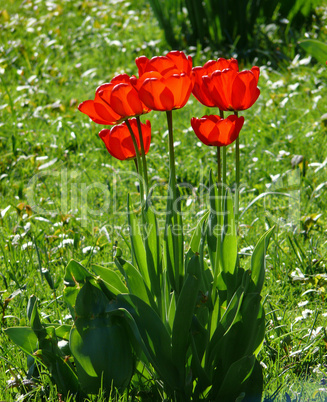 Rote Tulpen