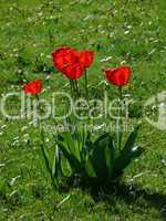 Rote Tulpen