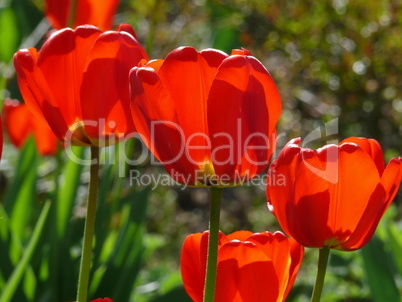 Rote Tulpen Rote Tulpen