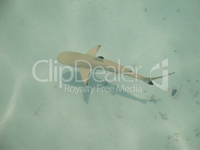 Kleiner Schwarzspitzen Riffhai - Malediven - Little Blacktip Reef Shark