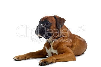 brown boxer