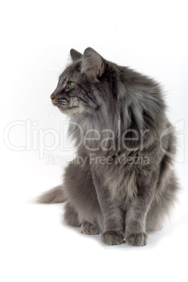 norwegian forest cat