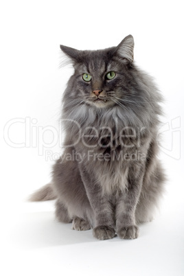 norwegian forest cat