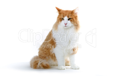 norwegian forest cat