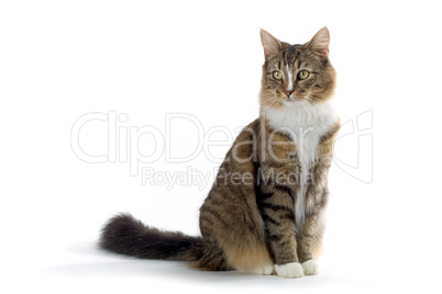 norwegian forest cat