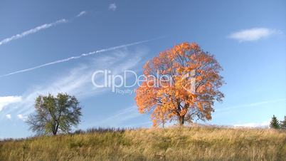 Autumn panorama of two old trees
