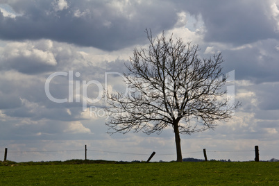 Lonely tree