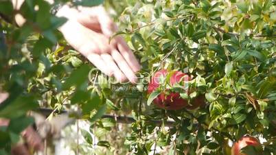 Picking pomegranate apple.