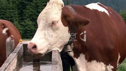 austrian cow drink water