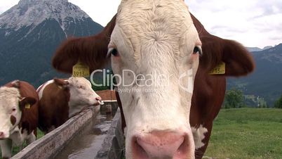 austrian cow comes close 2 cam