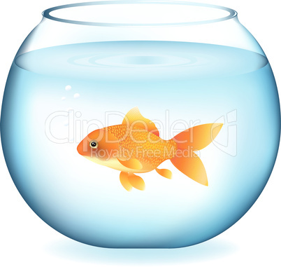 Goldfish In Aquarium