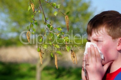 Allergie gegen Birkenpollen