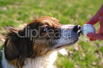 Hund mit Ball vor der Nase
