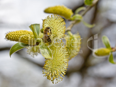 Bee collecting pollen from the willow