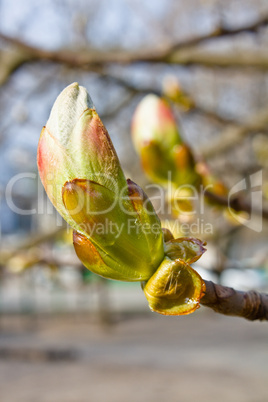 Bud of horse chestnut tree