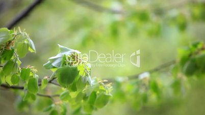tree branches in spring, shallow dof