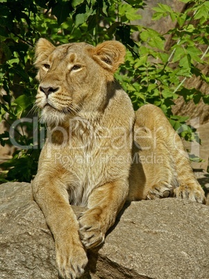 Löwe sitzt in der Sonne