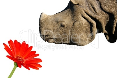 Nashorn schnuppert an Blume