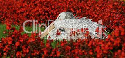 Pelikan im roten Blumenmeer