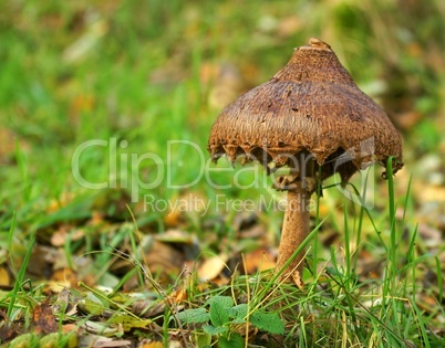 Pilz im naturbelassenen Wald